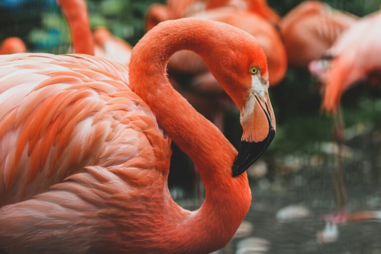 Flamingo krydsord
